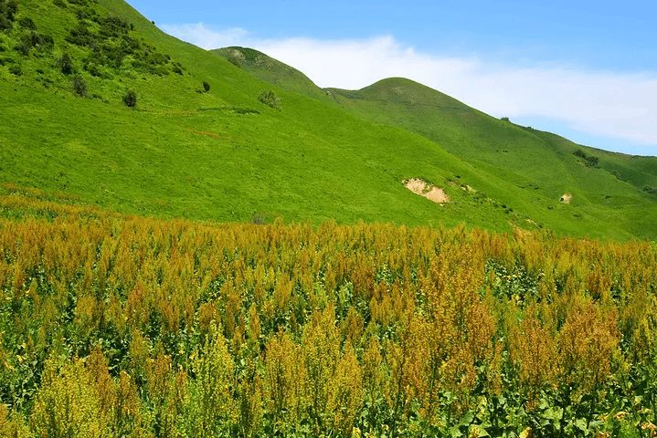 傩文化在小众节日中的复兴之道与发展路径探索