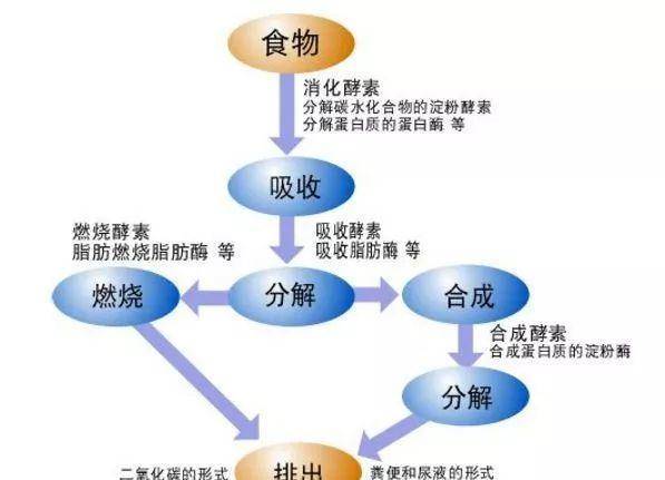 新陈代谢与日常饮食结构的紧密关联