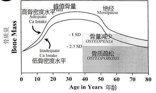 良好饮食结构对骨密度维护的重要性