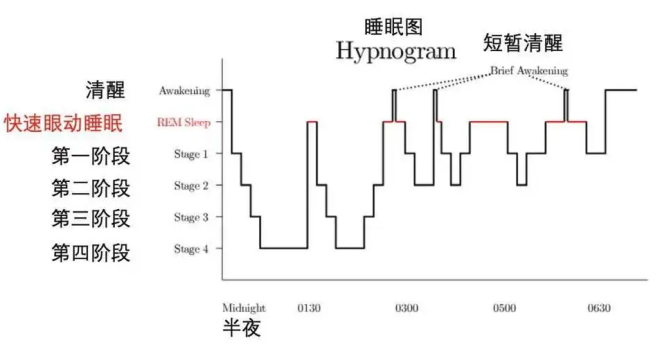 高效睡眠模式对恢复身体功能的科学解析