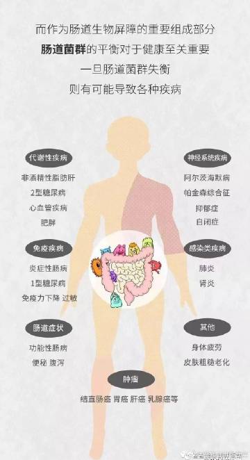 肠道微生物多样性对全身能量代谢的影响研究