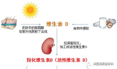 适度紫外线接触对维生素生成的促进作用