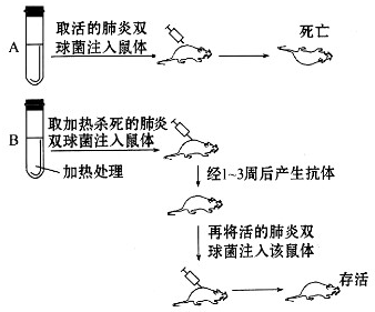 自然光照对内分泌节奏优化的作用机制探究