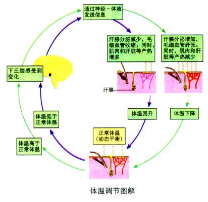 常规饮水模式与体液平衡调整机制的研究