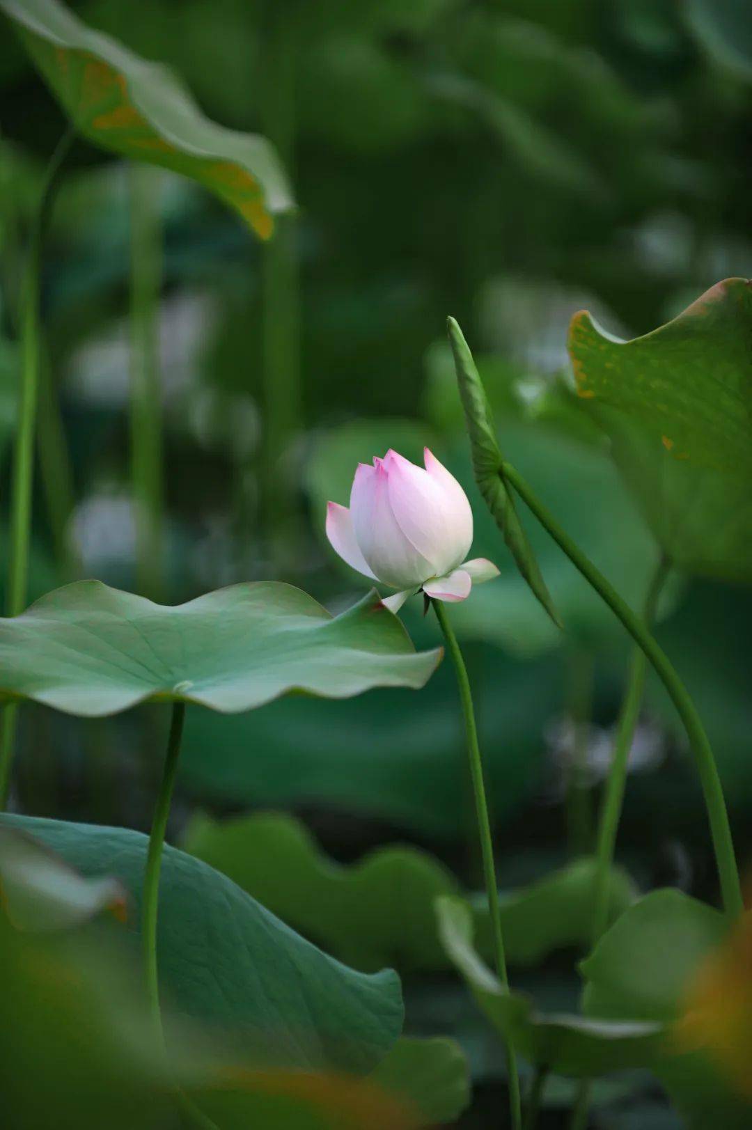 初夏荷塘，清香与内心沉静的交融