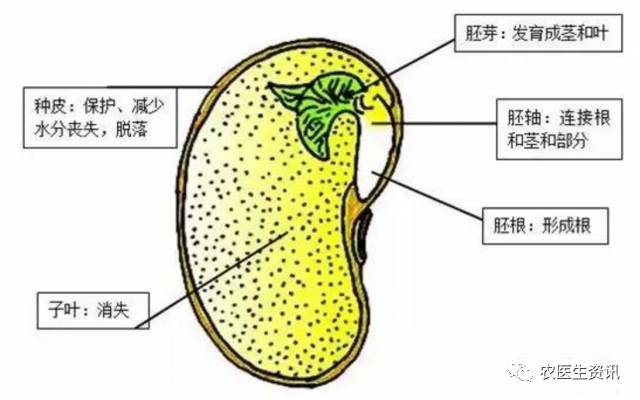 基础医学知识，身体各部分名称与功能简介