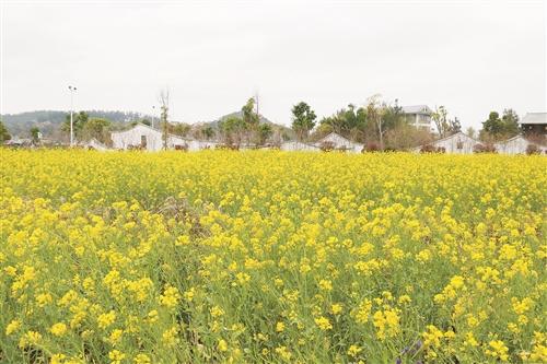 河口湿地生态观测与多功能利用策略