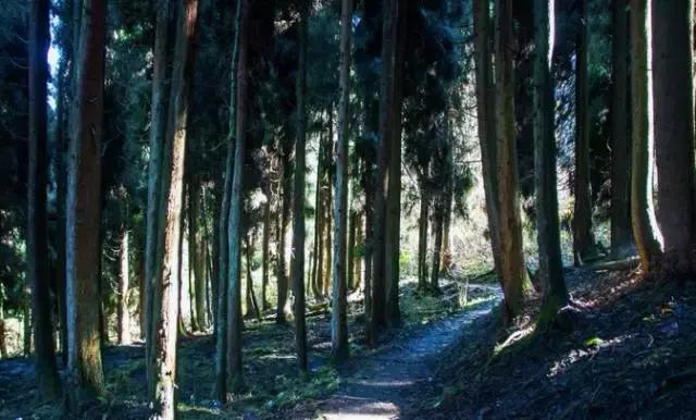 原始森林保护区的科研价值与生态旅游效益探究