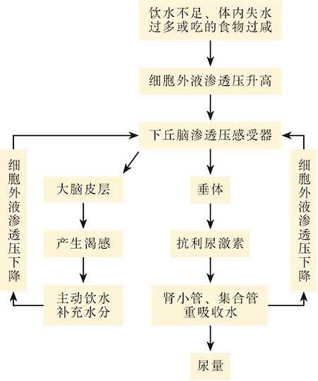 饮水时间的规律与内环境稳态研究