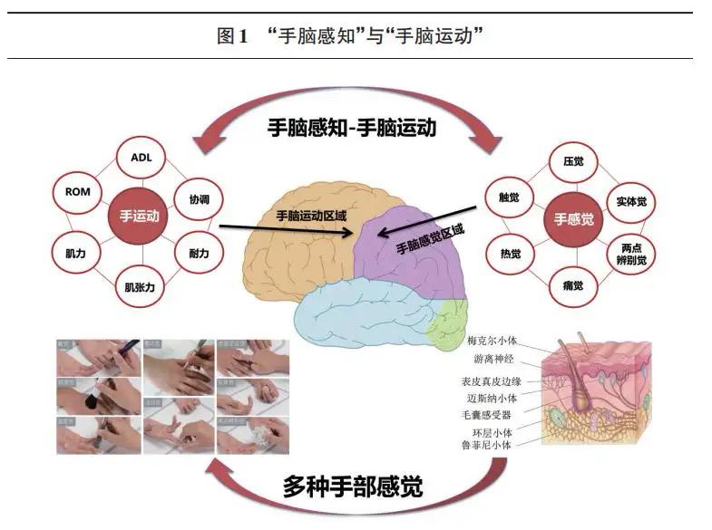 指尖活动与神经敏感度的影响研究