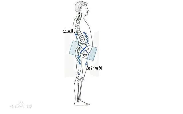 身体平衡感训练对骨骼系统的支撑作用研究