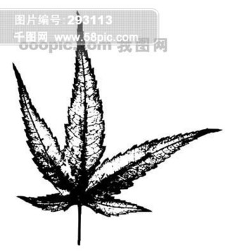 叶脉拓印，探寻自然物体的细致美感