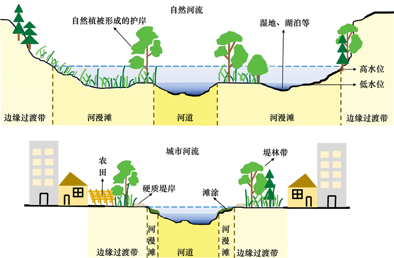 河流生态廊道理念与社区效应深度解析