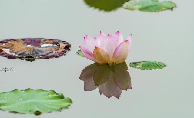 雨后露珠滚落荷叶边缘的微观动态之美欣赏