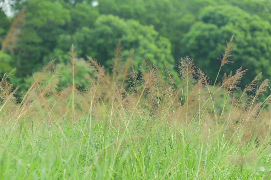 荒野微风的独特摇曳与收获时刻